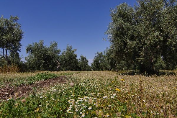 生物多様性のオアシス -スペインに広がるオリーブ畑